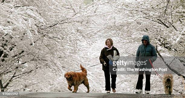 Chevy Chase, Md From left to right, golden retriever, Buddy, with his owner, Janie Conner, Stephen Rhoades and his Wheaten terrier, Gibson, walk...