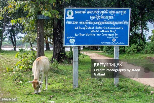 welcoming cow and sign to koh trong island in kratie, cambodia. - river island sighn stock-fotos und bilder