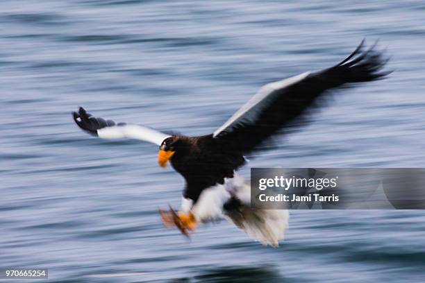 a steller's sea eagle fishing during a snow storm, motion-blur - rausu stockfoto's en -beelden