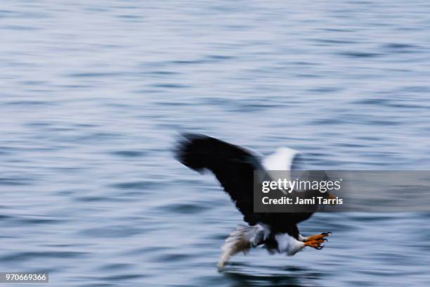 a steller's sea eagle fishing during a snow storm, motion-blur - rausu stockfoto's en -beelden