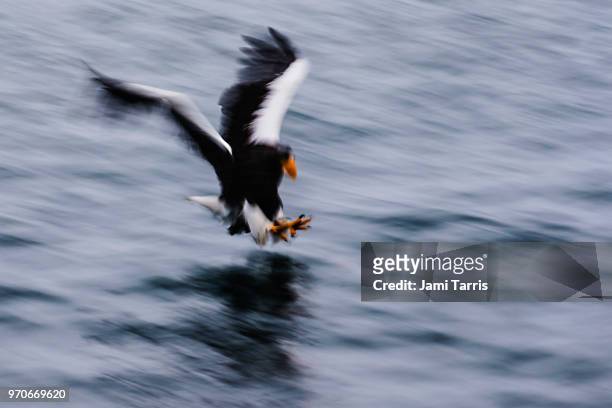 a steller's sea eagle fishing during a snow storm, motion-blur - rausu imagens e fotografias de stock