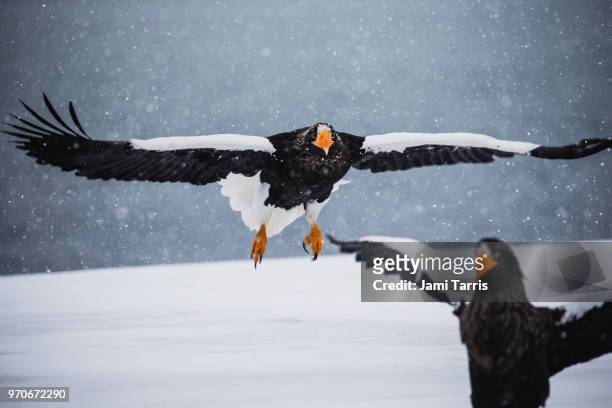 two steller's sea eagles in a snow storm - rausu stockfoto's en -beelden