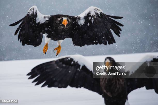 two steller's sea eagles in a snow storm - rausu imagens e fotografias de stock
