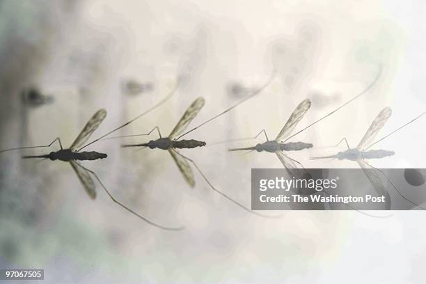 Me_SS Mosquitos7 DATE: July 2008 PHOTOG: Sarah L. Voisin Suitland, Maryland For the icons of summer series. This one is on Mosquitos. All the...