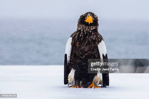 a steller's sea eagle sitting in a snow storm - rausu stockfoto's en -beelden