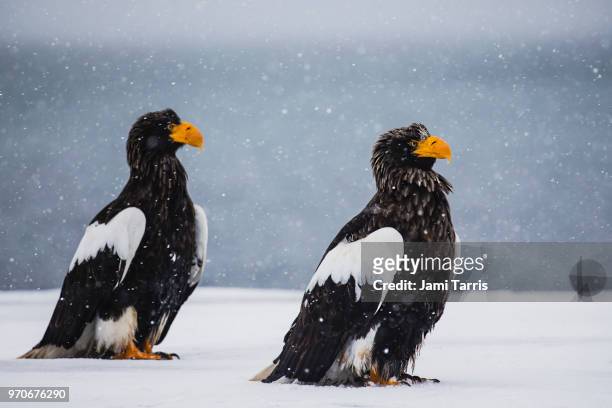 two steller's sea eagles in a snow storm - rausu imagens e fotografias de stock