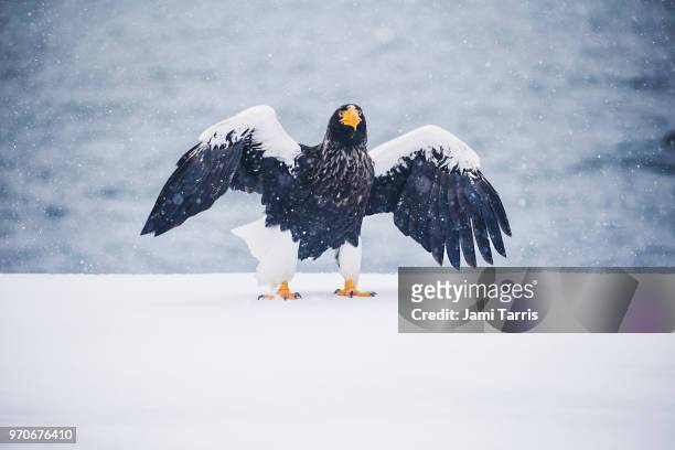 a steller's sea eagle landing in a snow storm - rausu imagens e fotografias de stock