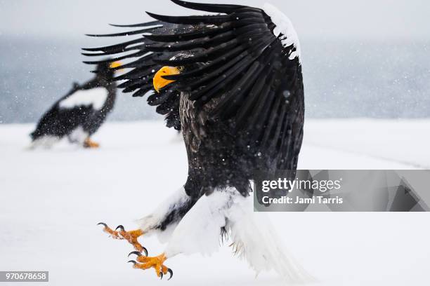 a steller's sea eagle landing in a snow storm - rausu stockfoto's en -beelden