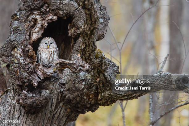 a ural owl sleeping in a tree - ural owl stock-fotos und bilder