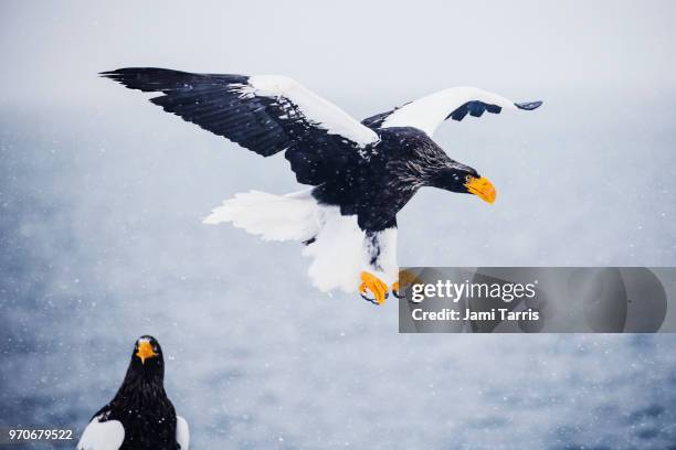 a steller's sea eagle landing in a snow storm - rausu stockfoto's en -beelden