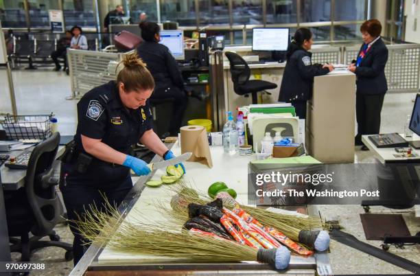 Valerie Woo, an Agriculture Specialist with Customs and Border Protection , examines mangoes for signs of mango weevils as the fruits were found in...