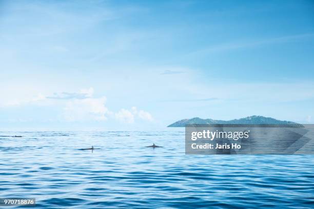 island and dolphin. - manado stock pictures, royalty-free photos & images