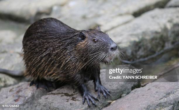 Coypu is pictured in a park in Frankfurt am Main, western Germany, on June 9, 2018.