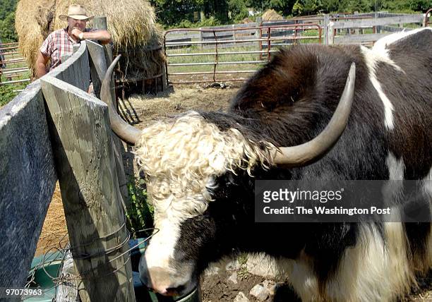 July 2007 CREDIT: Katherine Frey / TWP. Purcellville , VA. A farm in Loudoun County is cross breeding yak and cattle to produce "yattle" - a hybrid...