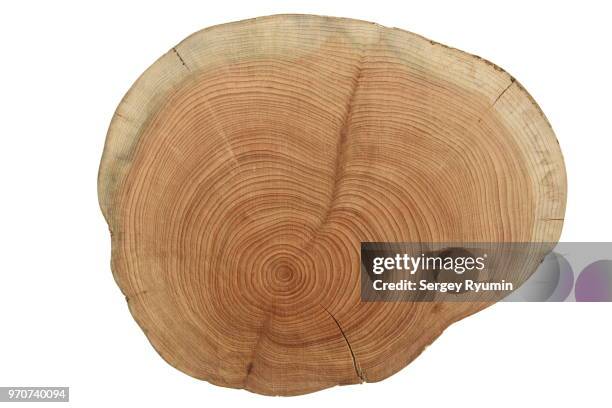 wooden cross section on white background - tree ring stock pictures, royalty-free photos & images