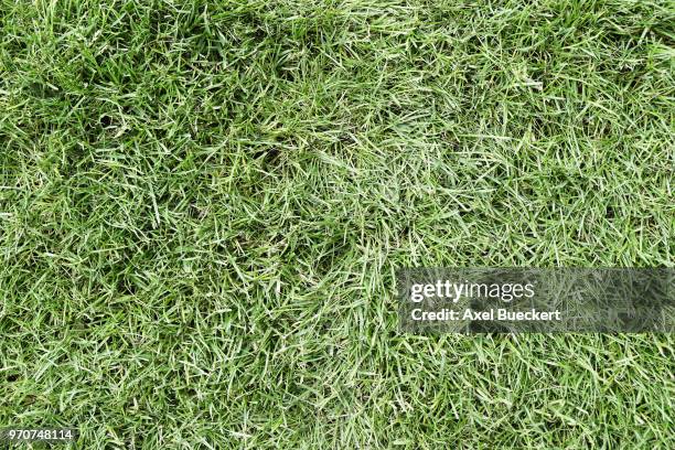 real grass