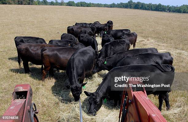 July 2007 CREDIT: Katherine Frey / TWP. Upperville, VA. Loudoun County farmers are struggling with a severe drought that has cut production by as...