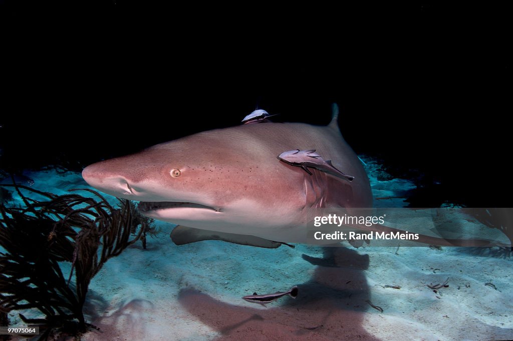 Lemmon Shark