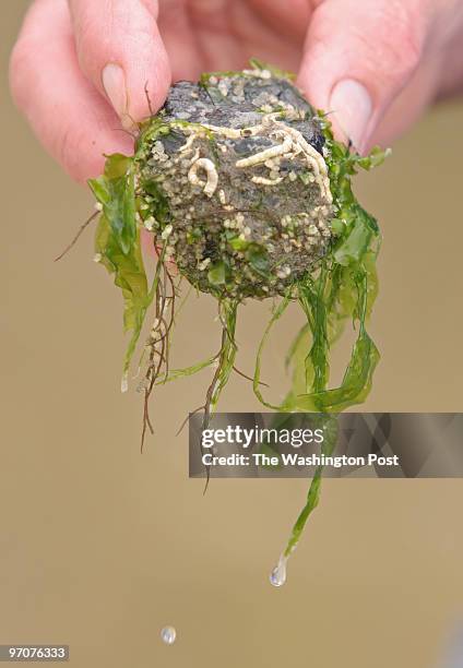 Sarah L. Voisin Lewes, DE NEG #: 191824 For the summer series on sand. We go to the beach with Bill Hall, a marine education specialist at the...