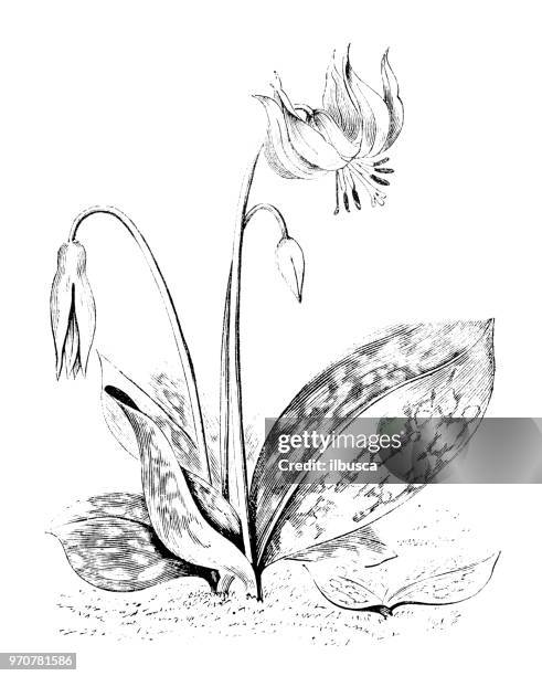 botany plants antique engraving illustration: erythronium dens-canis, dogtooth violet - erythronium dens canis stock illustrations