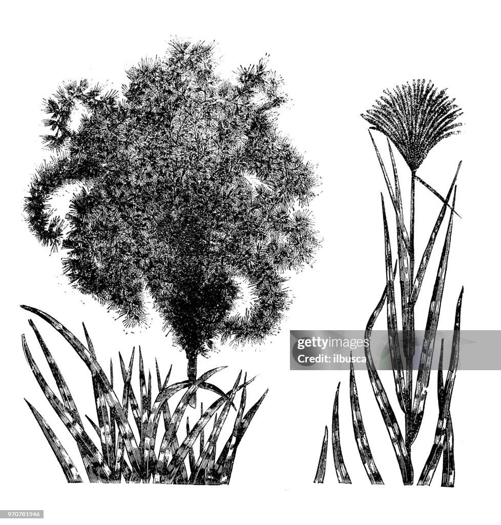 Botany plants antique engraving illustration: eulalia japonica
