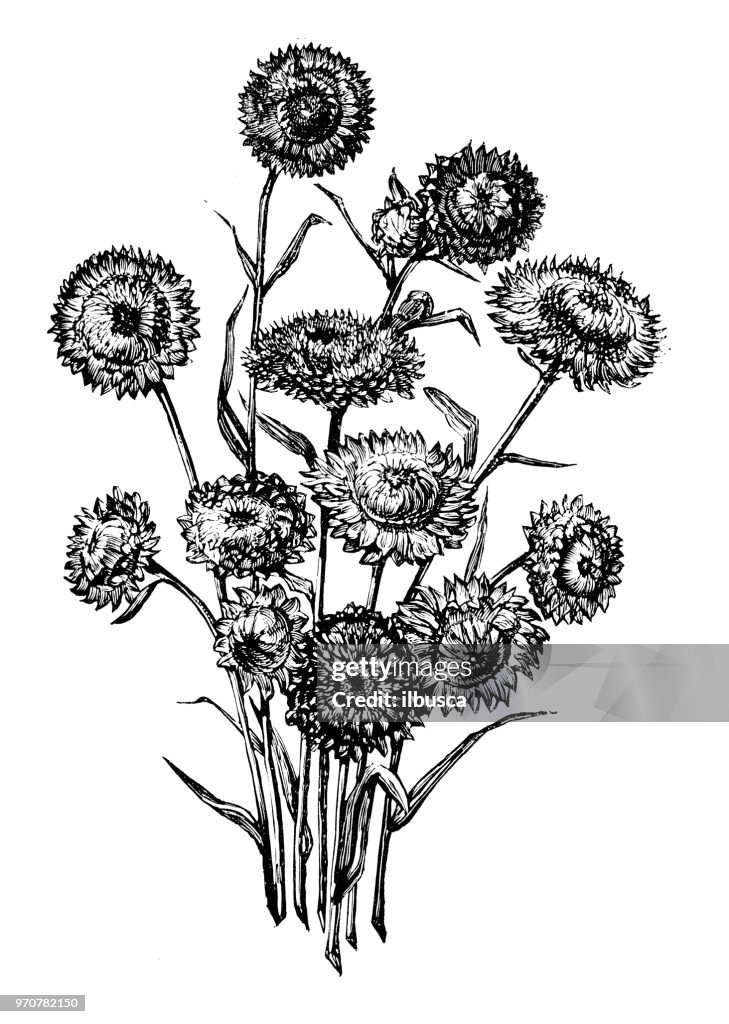 Botanik Pflanzen Antik Gravur Abbildung: Helichrysum