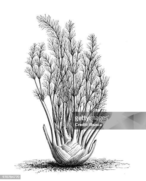 botany plants antique engraving illustration: fennel - fennel stock illustrations