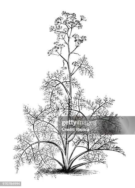 botany plants antique engraving illustration: ferula tingitana, giant tangier fennel - moroccan food stock illustrations