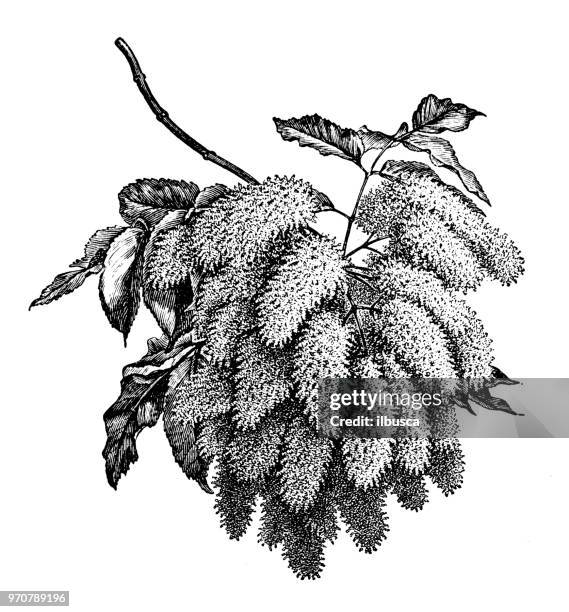 botany plants antique engraving illustration: fraxinus ornus, manna ash - ash tree stock illustrations