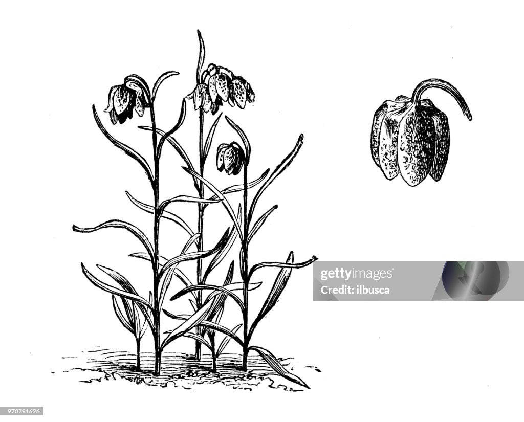 Botany plants antique engraving illustration: Fritillaria meleagris, snakeshead