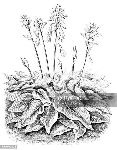 botany plants antique engraving illustration: funkia siebolda, hosta sieboldiana - hosta stock illustrations