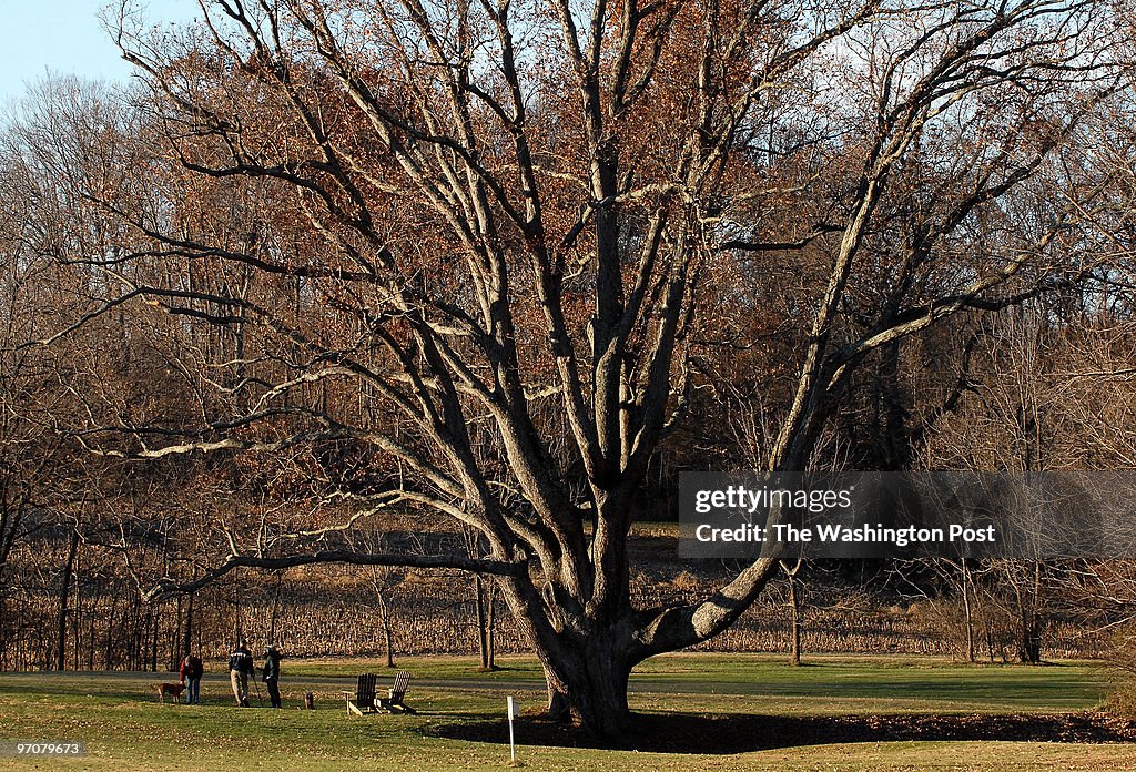 SLUG: me/tree DATE: November 29 2007 NEG#: 196263 CREDIT: Ri