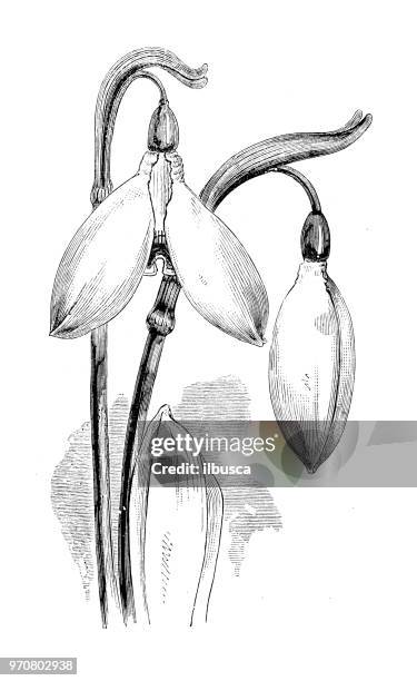 ilustrações, clipart, desenhos animados e ícones de plantas de botânica antiga ilustração de gravura: galanthus nivalis imperati, floco de neve - snowdrop