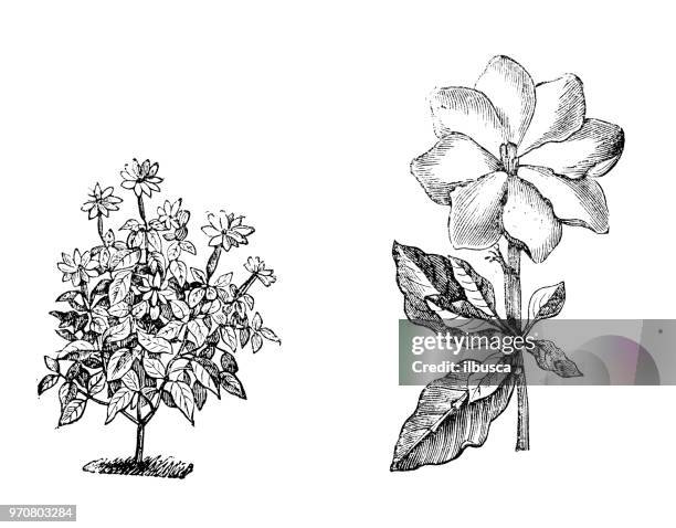 22点のgardeniaイラスト素材 Getty Images 22点のgardeniaイラスト素材 Getty Images