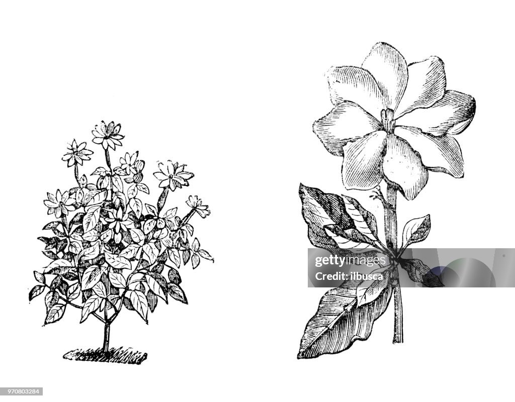 Botany plants antique engraving illustration: Gardenia thunbergia