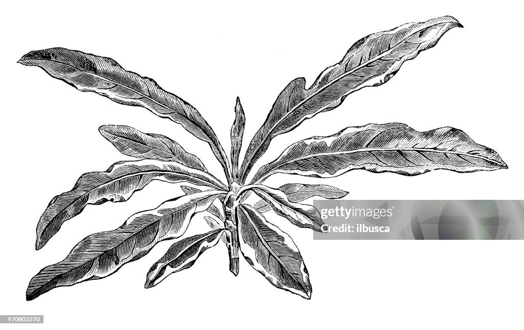 Botany plants antique engraving illustration: Variegated Dwarf Gardenia, Gardenia radicans Variegata