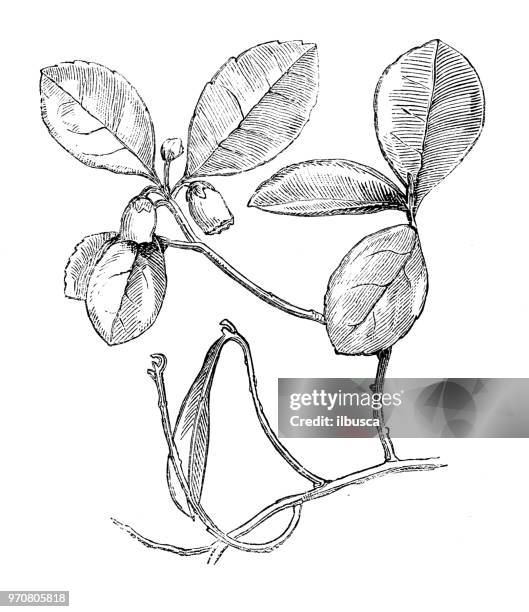 botany plants antique engraving illustration: gaultheria procumbens, eastern teaberry, checkerberry, boxberry, american wintergreen - gaultheria procumbens stock illustrations