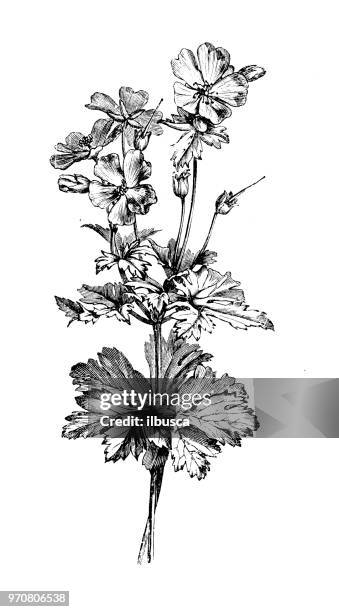 535 Ilustraciones de Geranio - Getty Images 535 Ilustraciones de Geranio - Getty Images