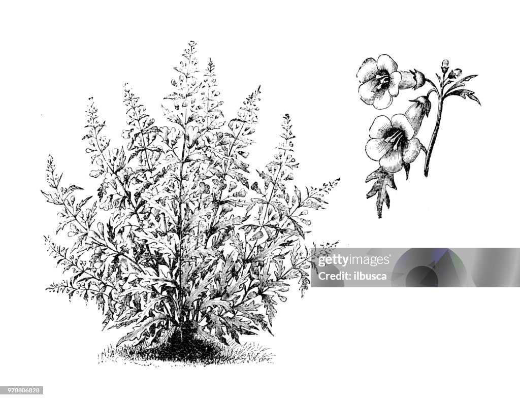 植物植物アンティーク彫刻イラスト: ジアルジア quercifolia