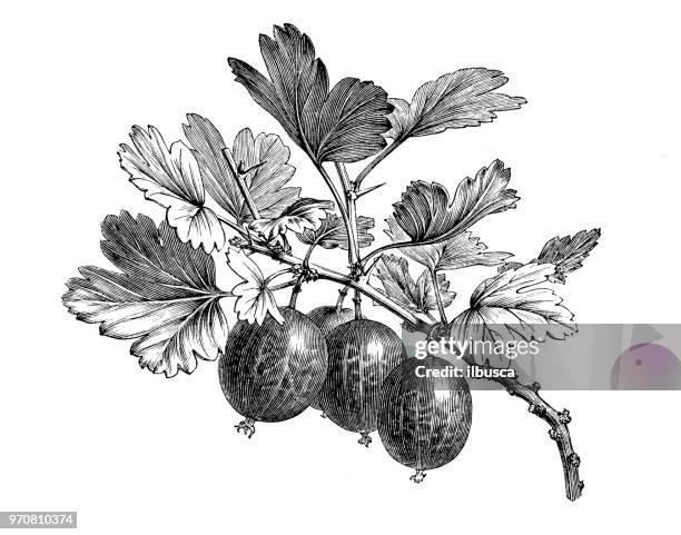 botany plants antique engraving illustration: gooseberry - gooseberry stock illustrations