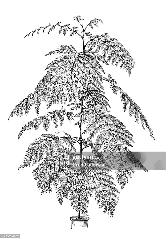 Botany plants antique engraving illustration: Grevillea robusta, southern silky oak, silk oak, silky oak, Australian silver oak
