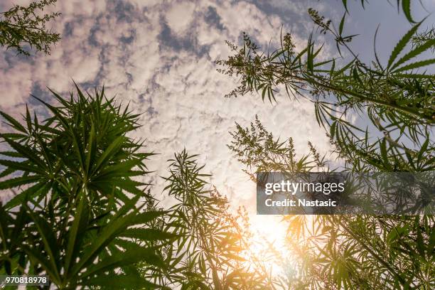 marijuana field during sunset - cannabis plant stock pictures, royalty-free photos & images