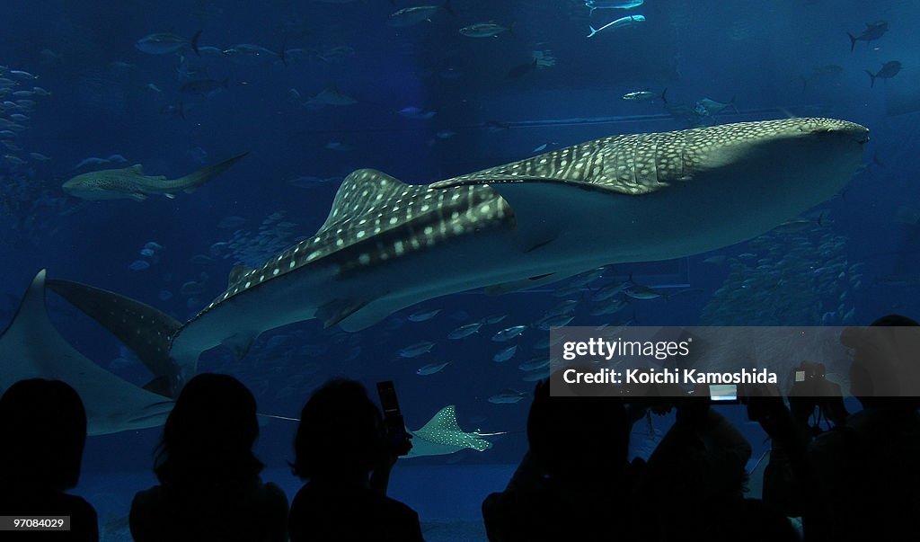 Okinawa Churaumi Aquarium Attracts Visitors