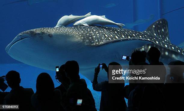 Eight-metre-long Whale shark swims with other fish in a worlds' largest tank with its front panel size of 8.2 metre x 22.5 metre at the Okinawa...