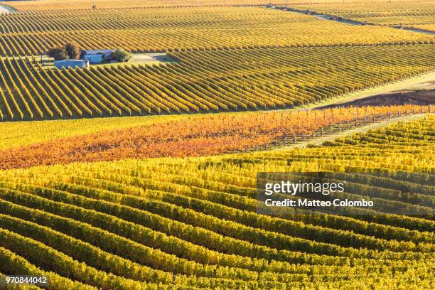 valley with vineyards in autumn, marlborough, new zealand - new zealand food stock-fotos und bilder