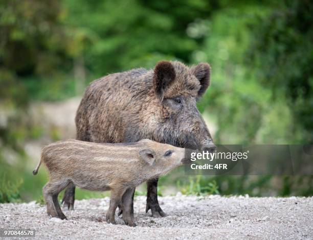 wildschwein, wildschwein, mit schweinchen / ferkel - animal family stock-fotos und bilder