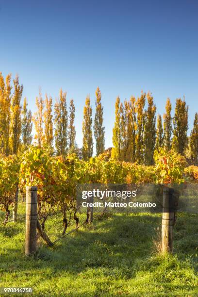 vineyards in autumn, hawke's bay, new zealand - hawkes bay region fotografías e imágenes de stock