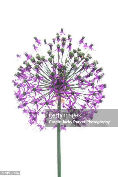 close-up image of the beautiful summer flowering 'purple sensation' allium flowers, a bulbous perennial plant in the onion family - allium stock pictures, royalty-free photos & images