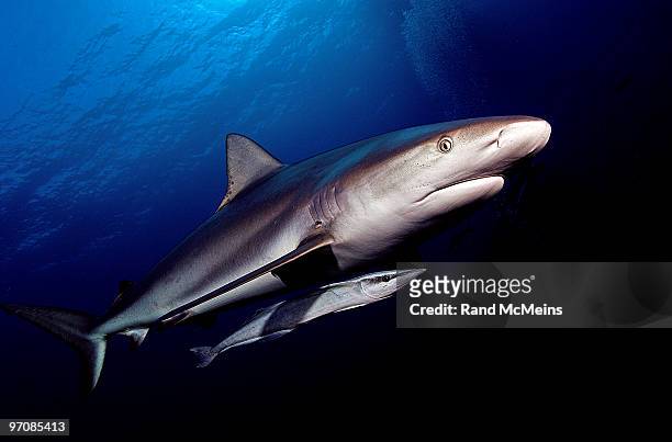reef shark with remora - remora fish stock pictures, royalty-free photos & images