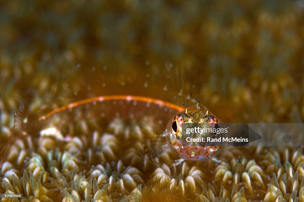 Supermacro_Triplefin